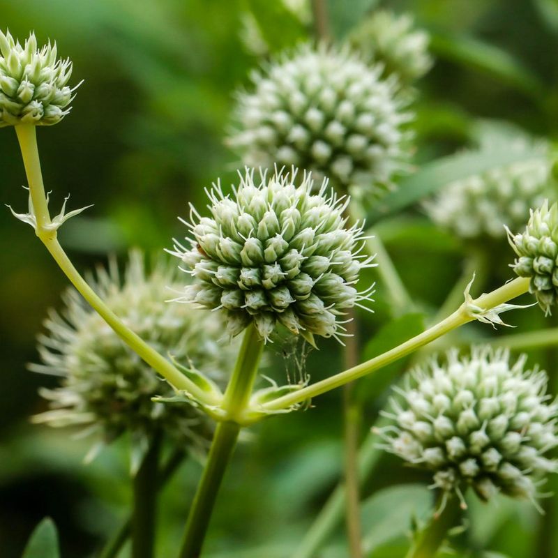 Rattlesnake Master (Eryngium yuccifolium)