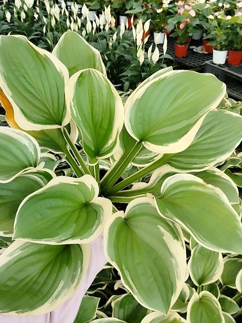 Hosta (Hosta spp.)