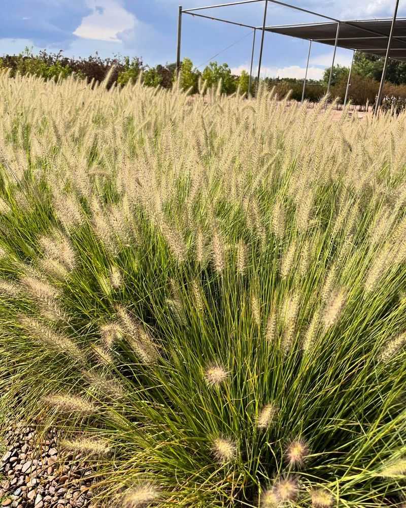 Ornamental Grasses
