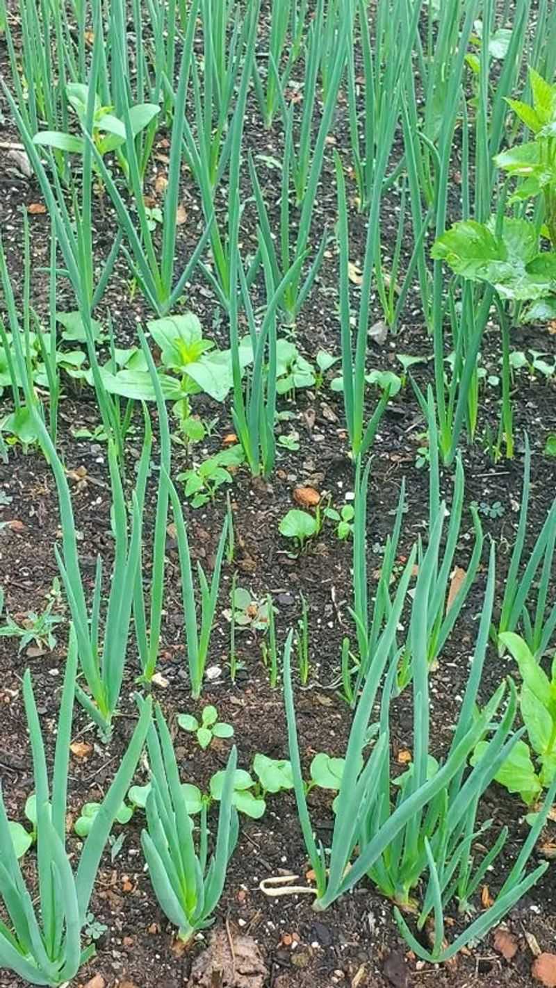 Onions