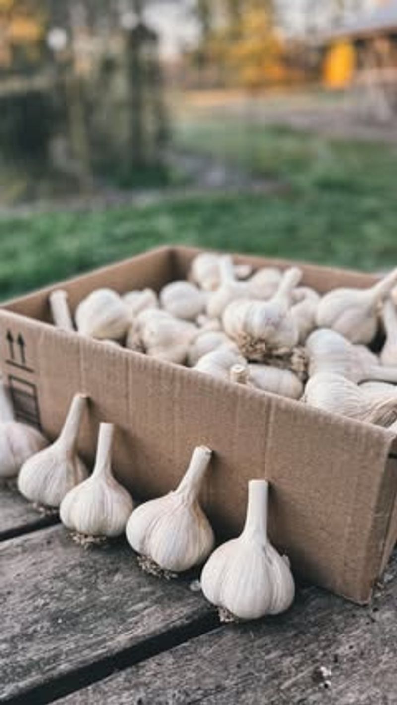 Garlic: Pungent Protection For Gardens