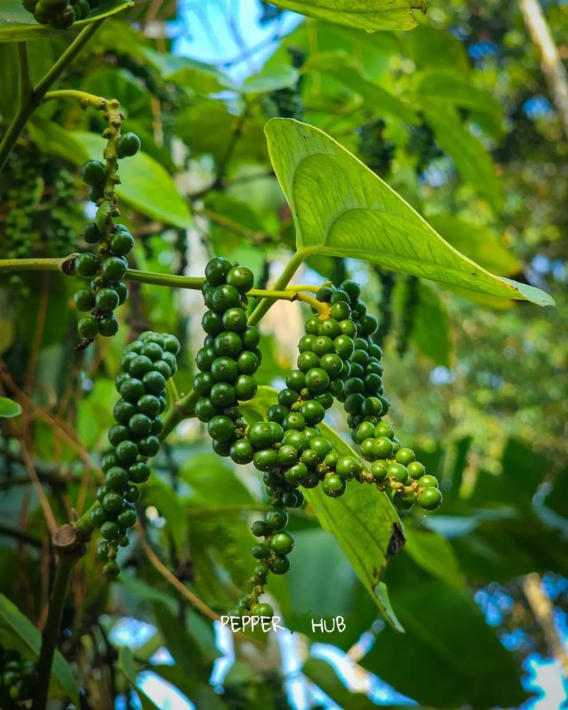 Black Pepper Plant: Spicy Defense