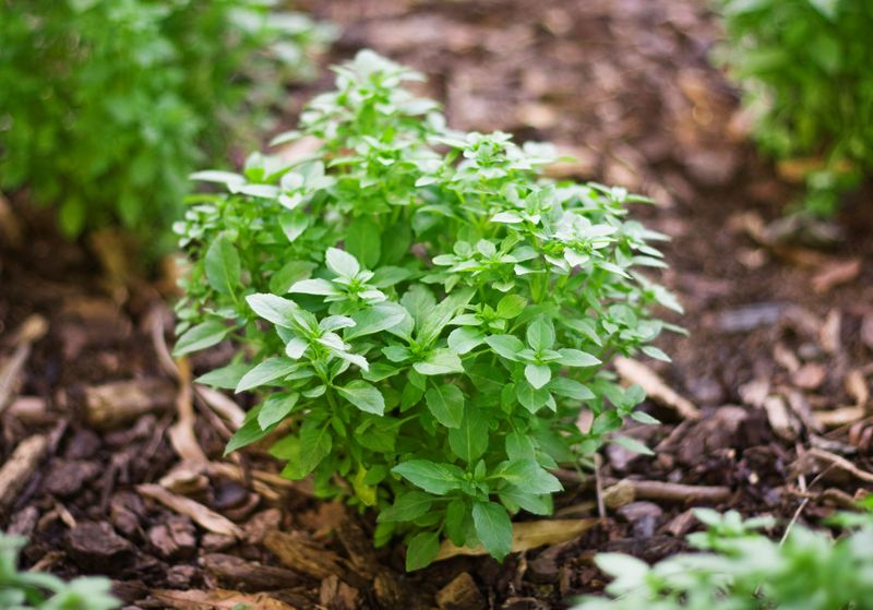 Basil: Culinary Protector