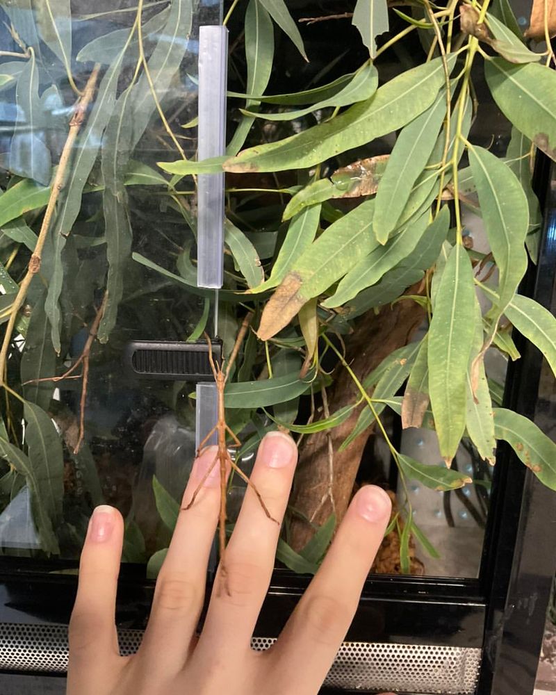 Eucalyptus: Australian Rat Solution