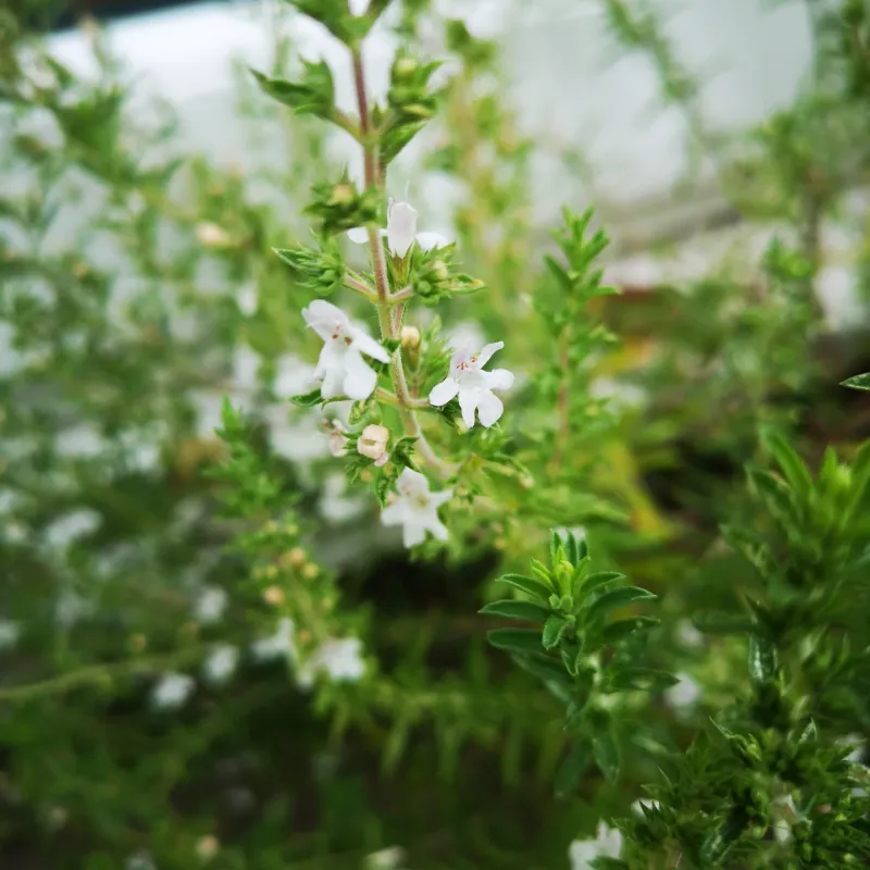 Winter Savory: The Underrated Powerhouse