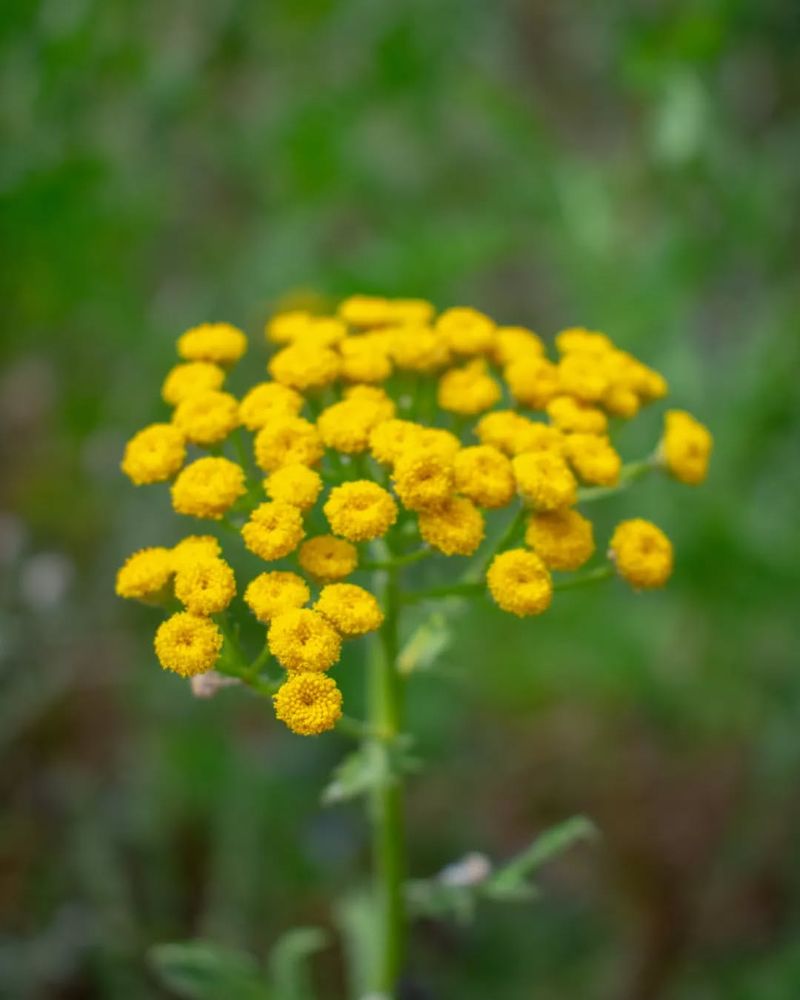 Tansy: The Traditional Grub Repellent