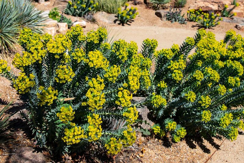 Euphorbia