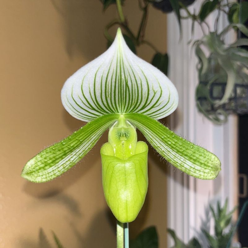 Paphiopedilum Maudiae