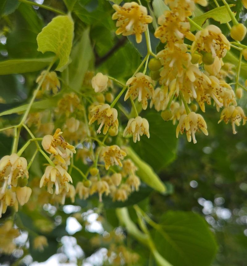 Microclimate Moisture Magnet