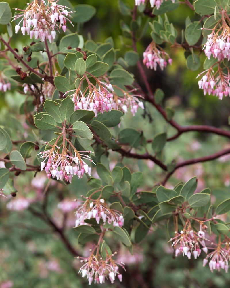 Manzanita