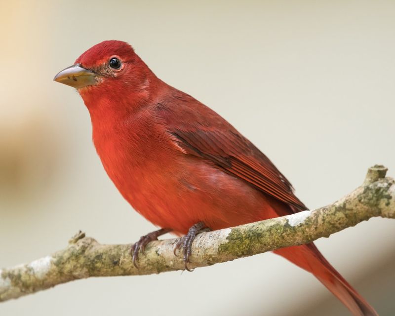 Summer Tanager: Rosy Rarity