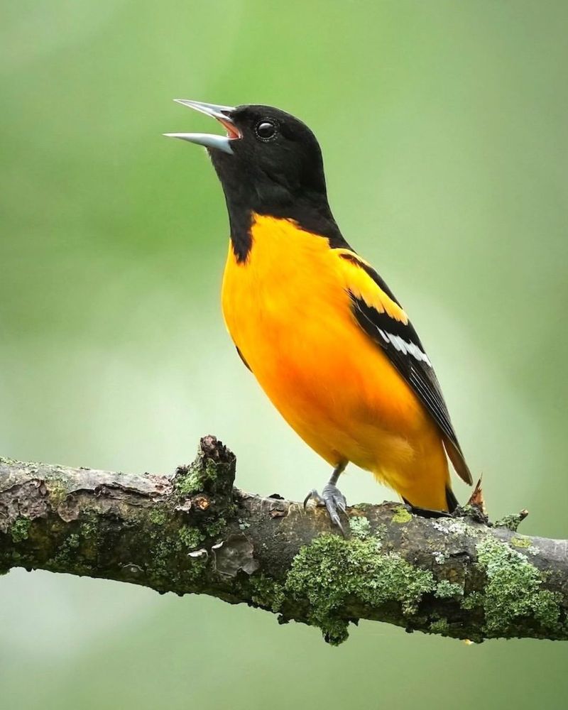 Baltimore Oriole: Orange Flame In The Treetops