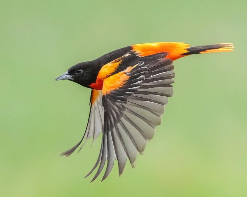 Baltimore Oriole - Orange Flame in the Trees