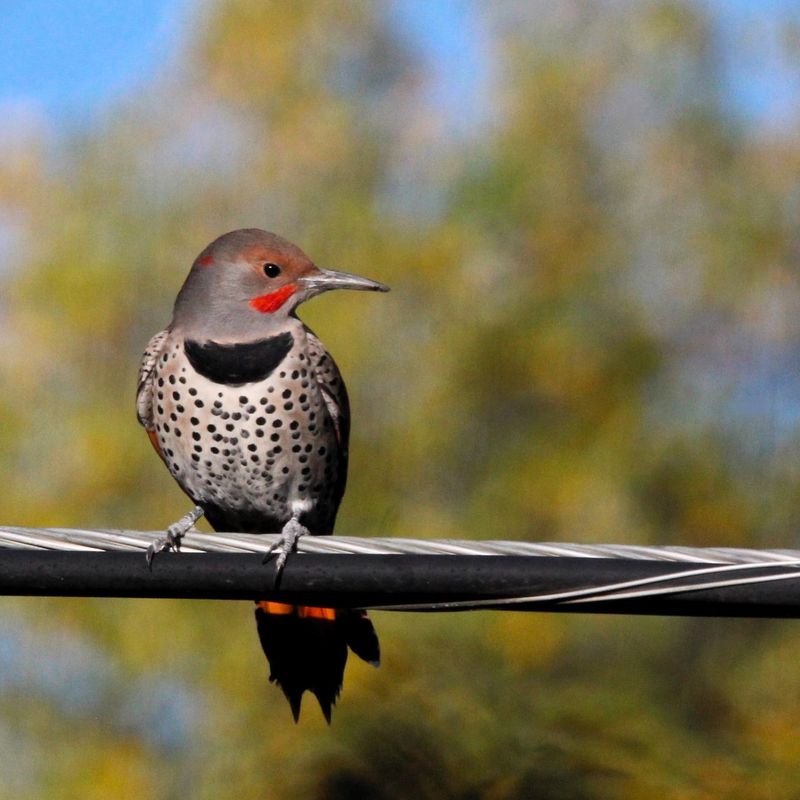 Northern Flicker's Bright Markings