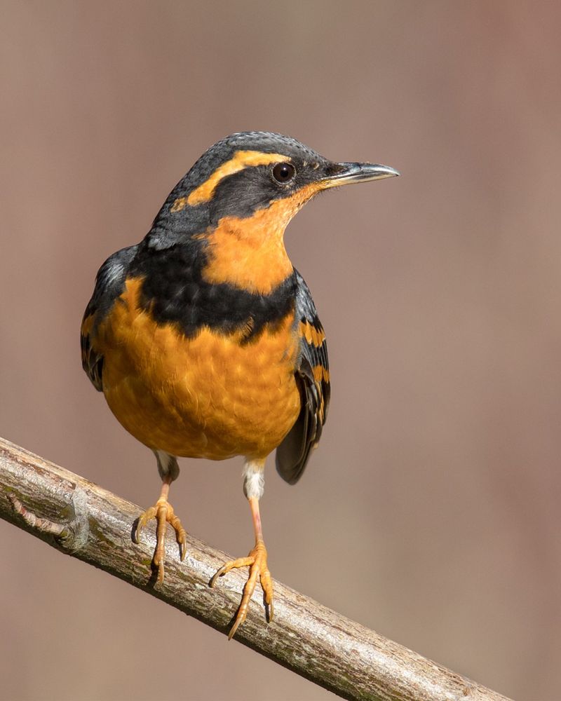 Varied Thrush