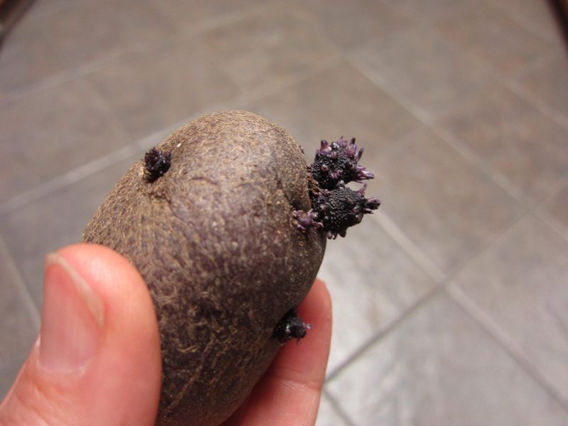 Potato Eyes: Underground Treasure