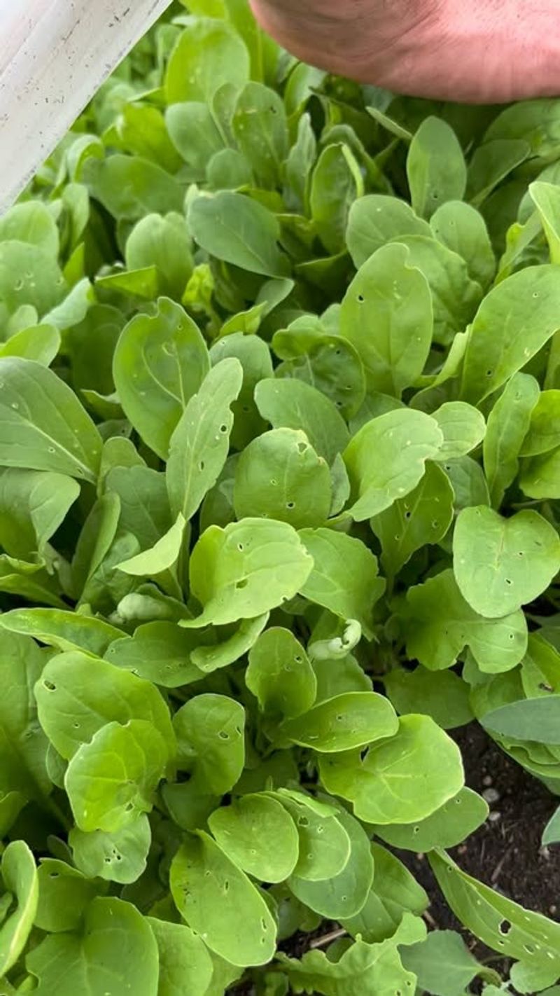Arugula and Mint