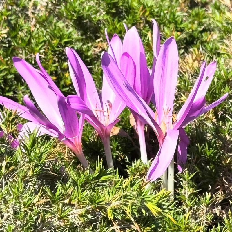 Autumn Crocus: Surprise Underground Treasure
