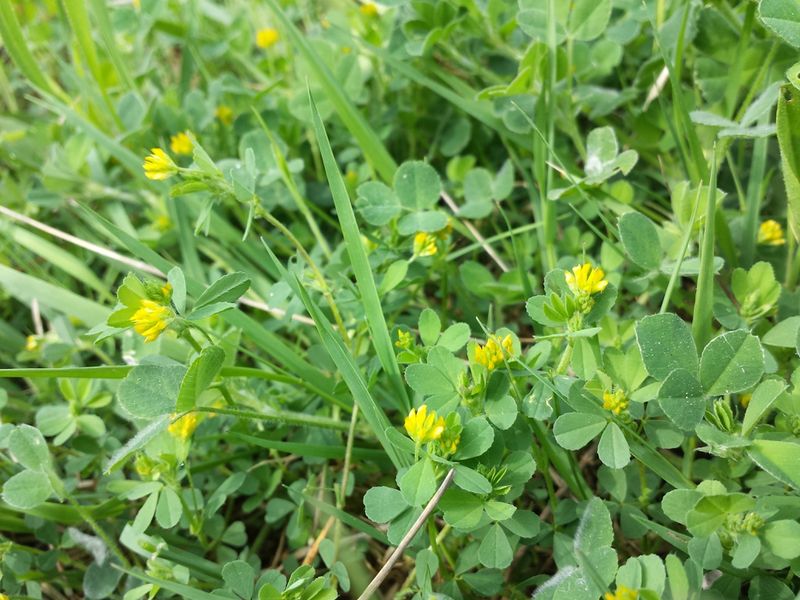 Shamrock Lawns