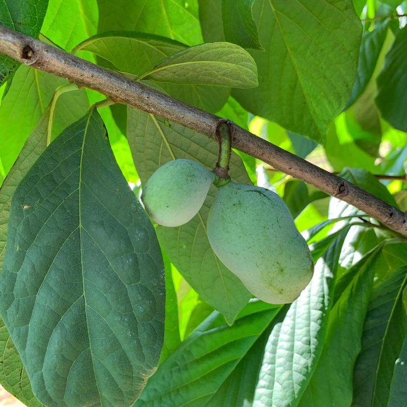 Pawpaw Tree