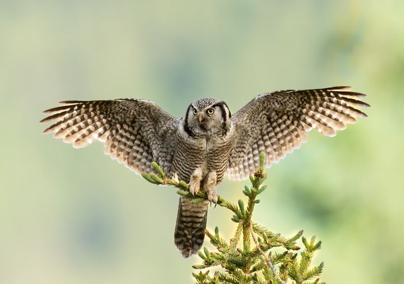 Raptors: Hawks and Owls That Patrol Your Property
