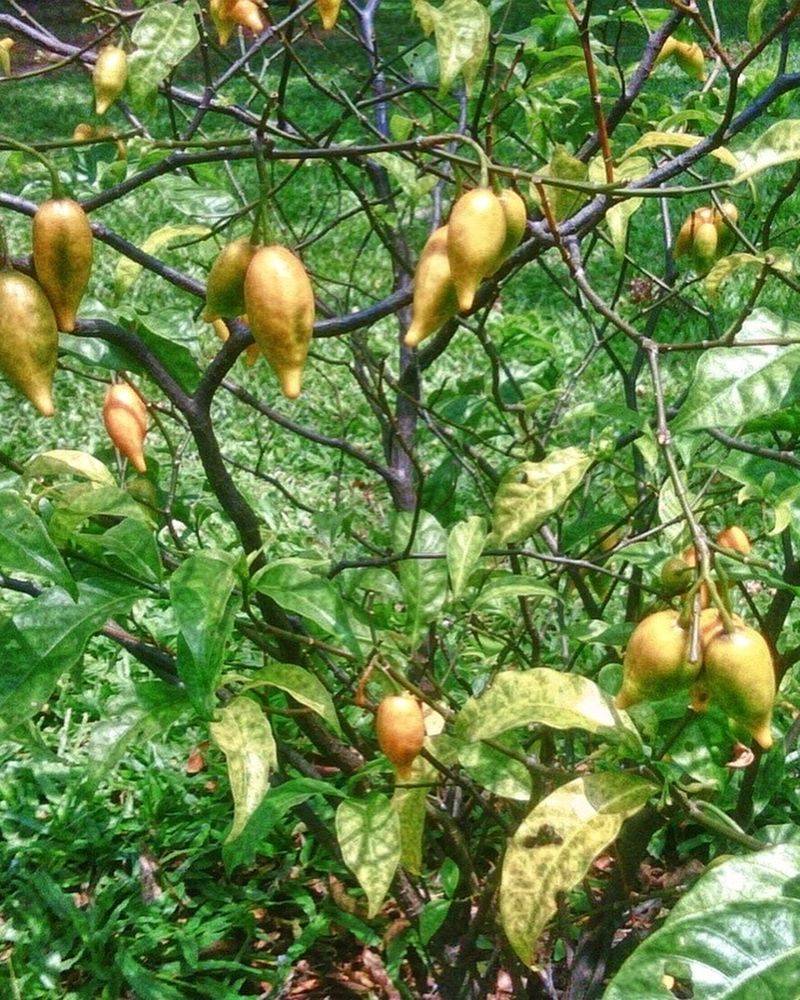 Iboga Plant