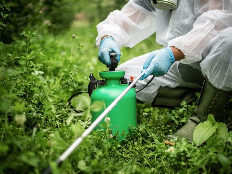 Chemical-Heavy Lawn Treatments