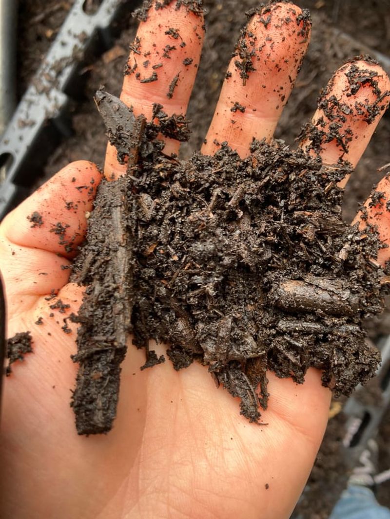 Mulch Around Perennials