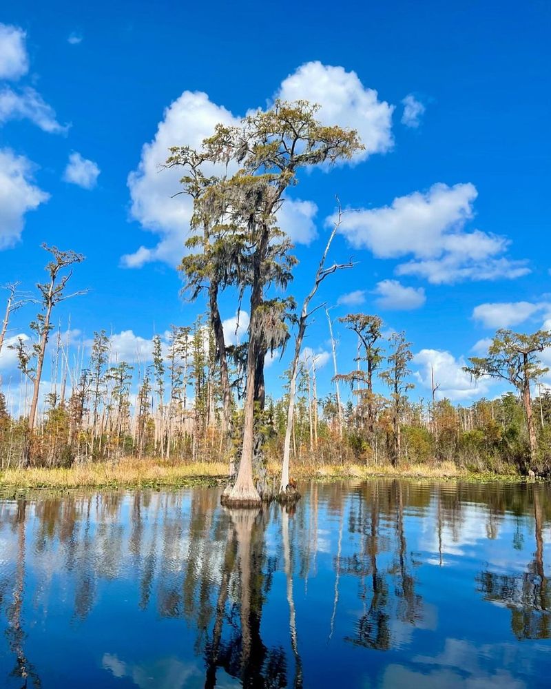 Okefenokee Swamp