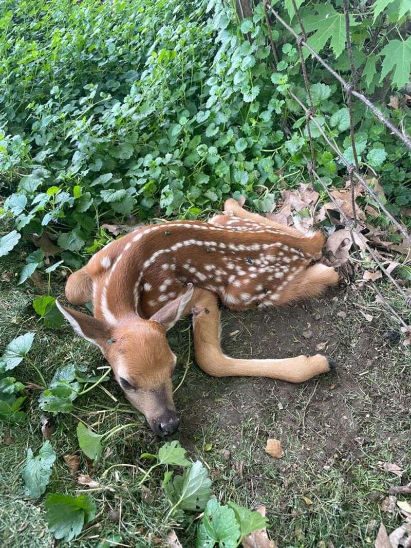 Contact Wildlife Officials If Needed