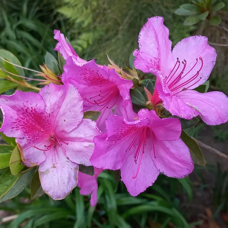 Elegant Azaleas