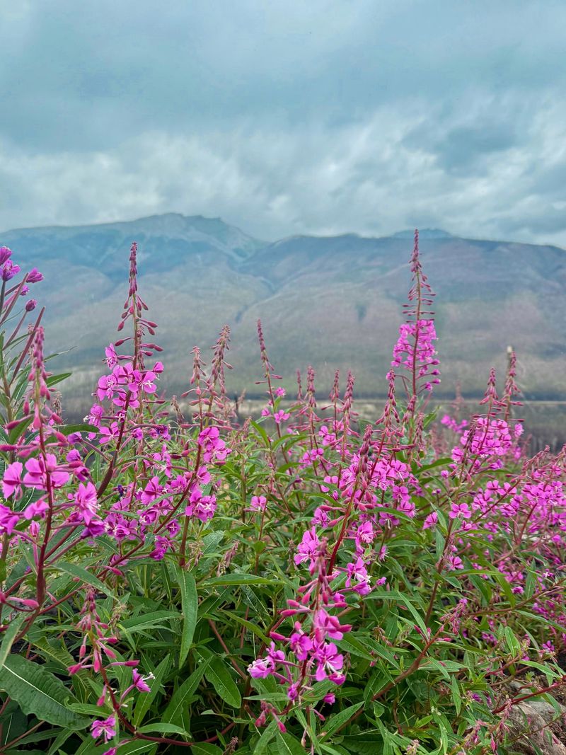 Resilient Fireweed