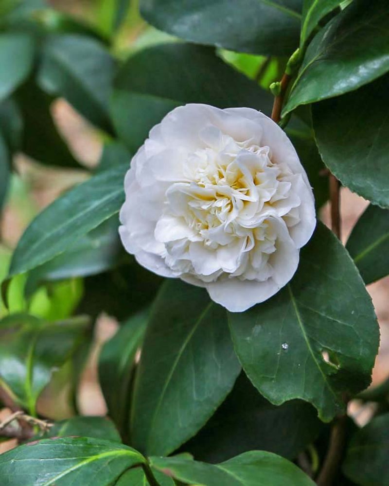 Luxurious Camellias
