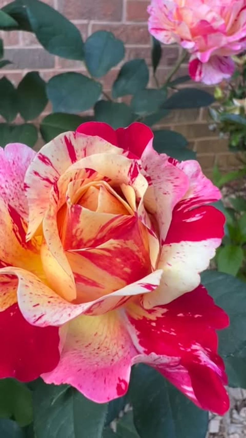 Stunning Hybrid Roses