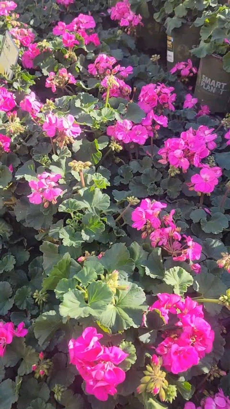 Resilient Geraniums