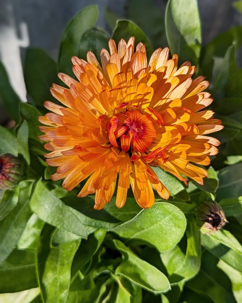 Vibrant Calendulas