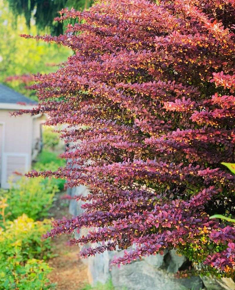 Japanese Barberry Hedges