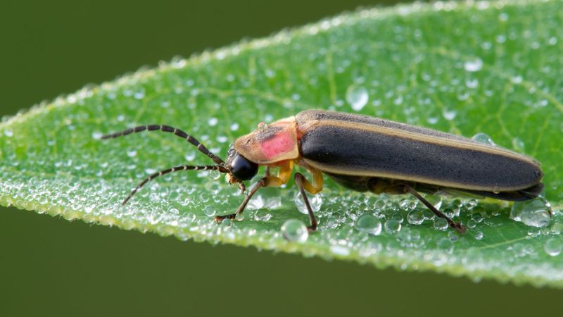 Drought Conditions Affect Food Sources