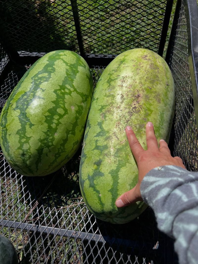 Georgia Rattlesnake Watermelon