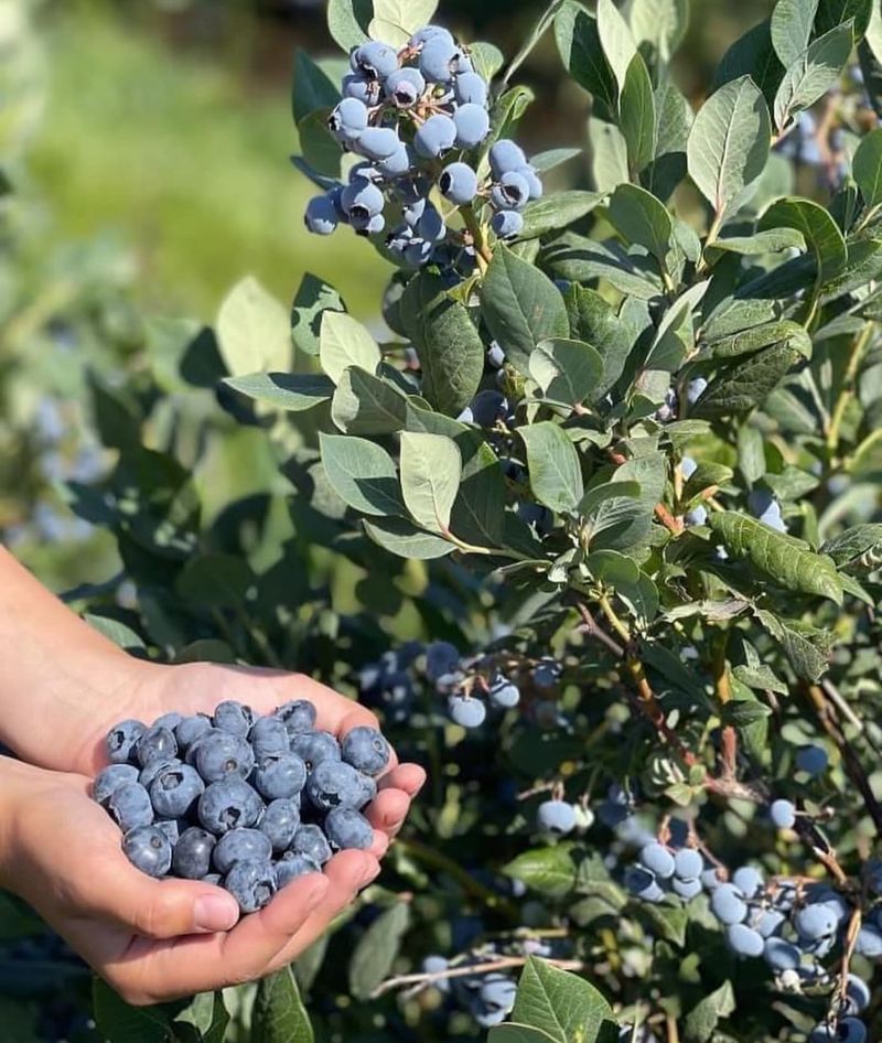 Blueberries