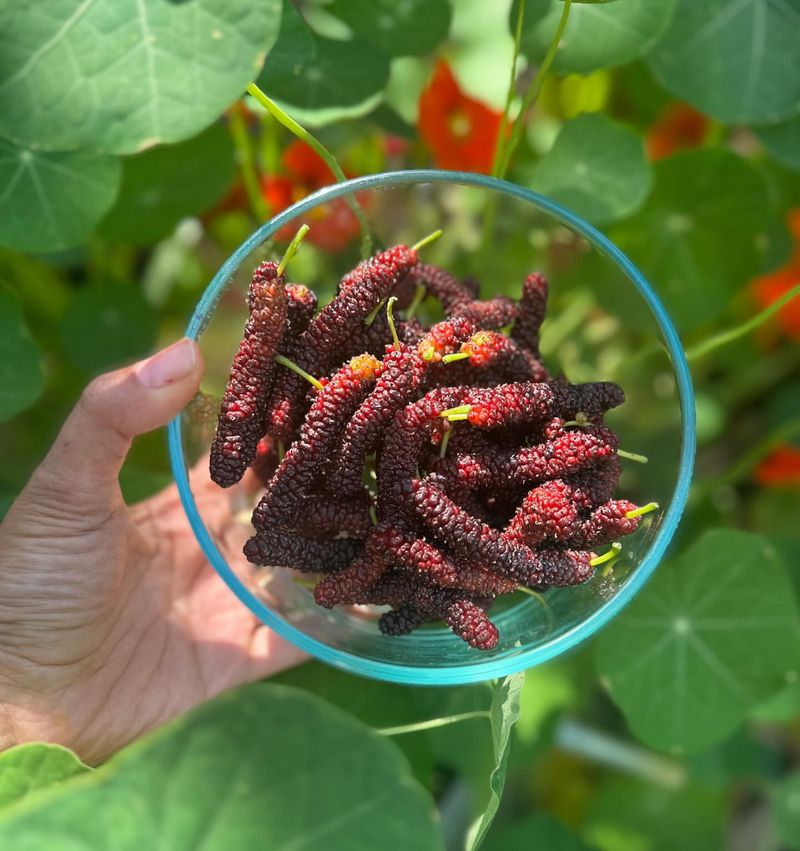 Mulberries: Stain-Worthy Berries