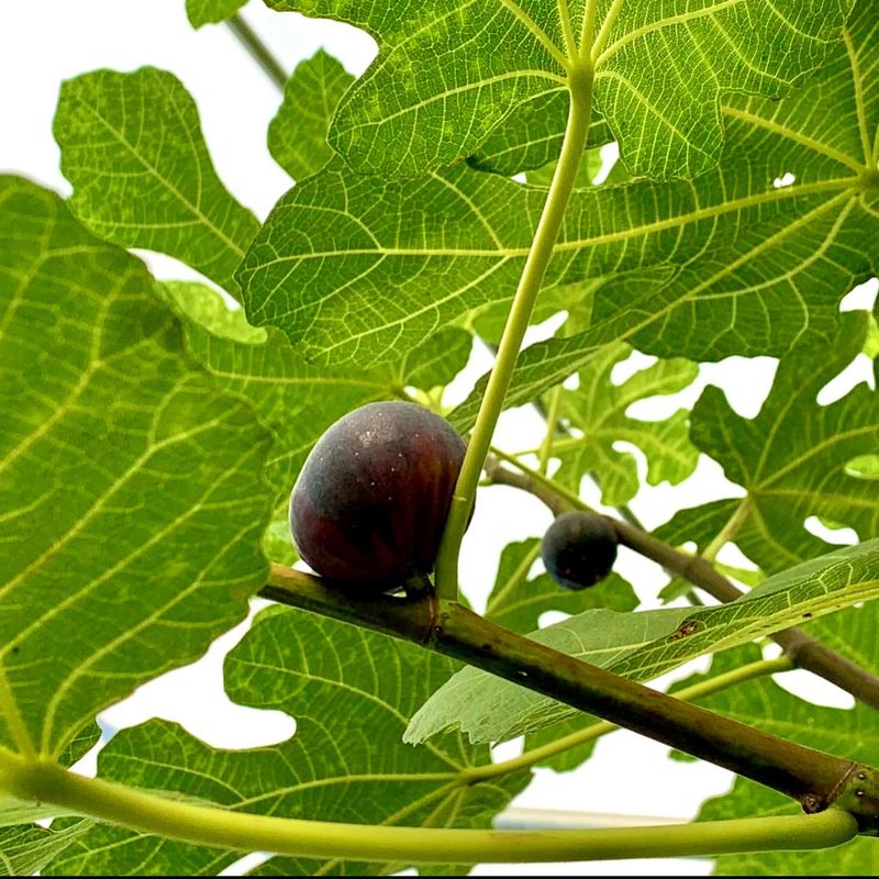 Figs