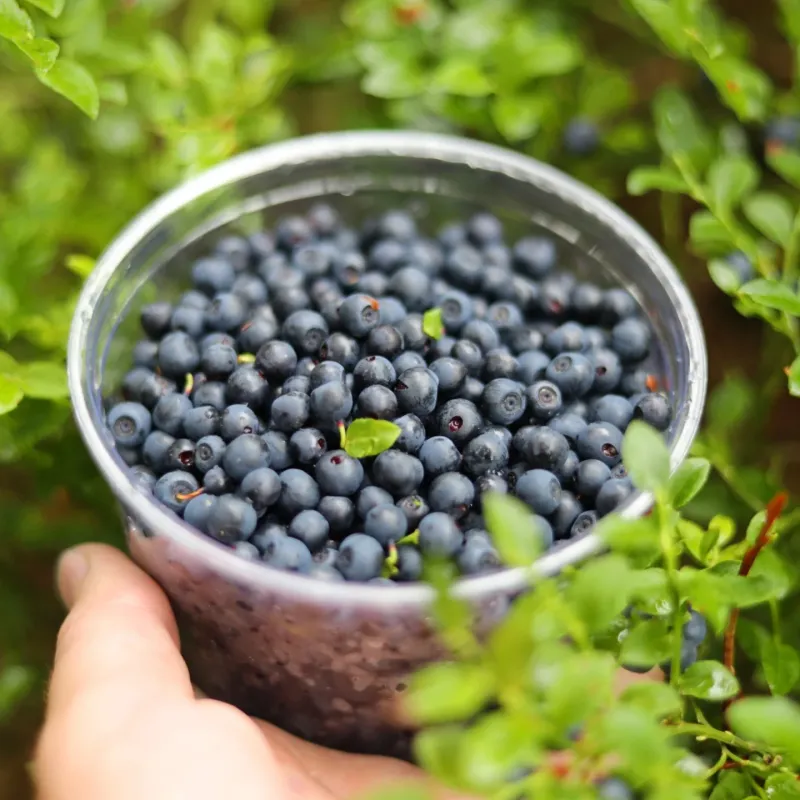 Blueberries