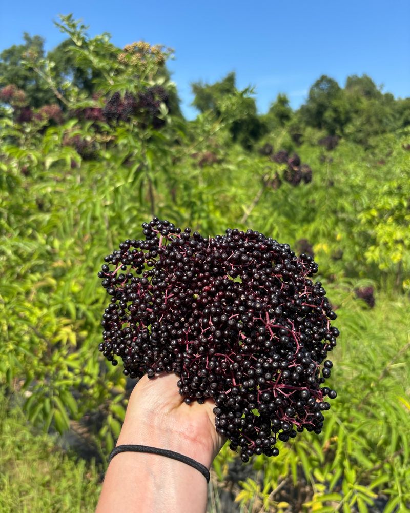 Elderberry Enthusiasm