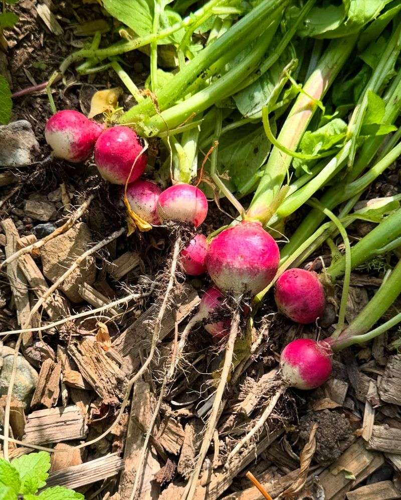 Spicy Radishes