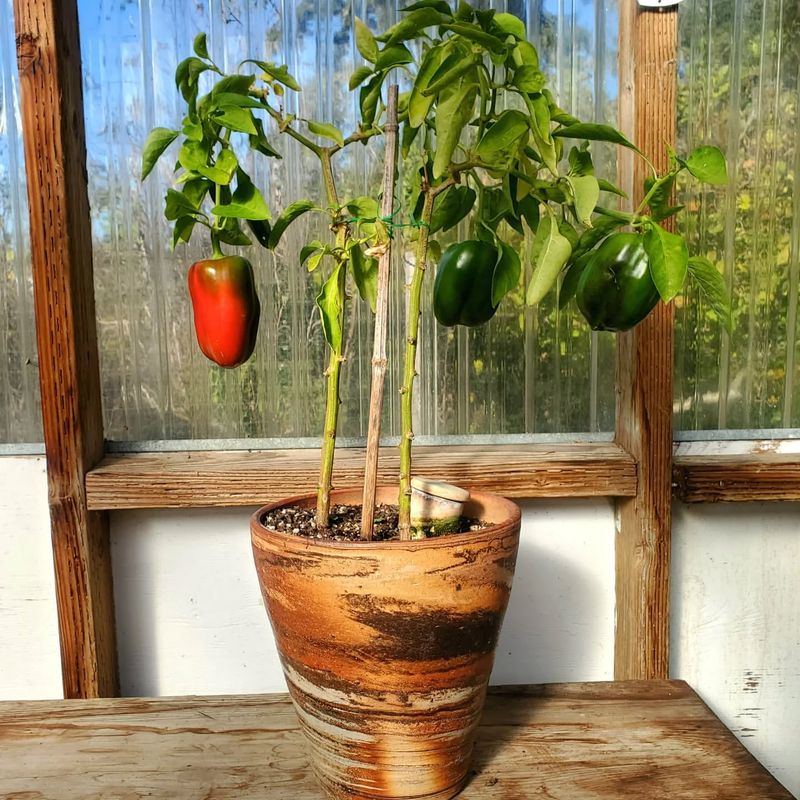 Bell Peppers