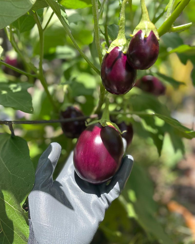 Eggplant: Elegant And Productive