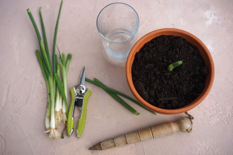 Green Onions Keep Regenerating In Shallow Containers