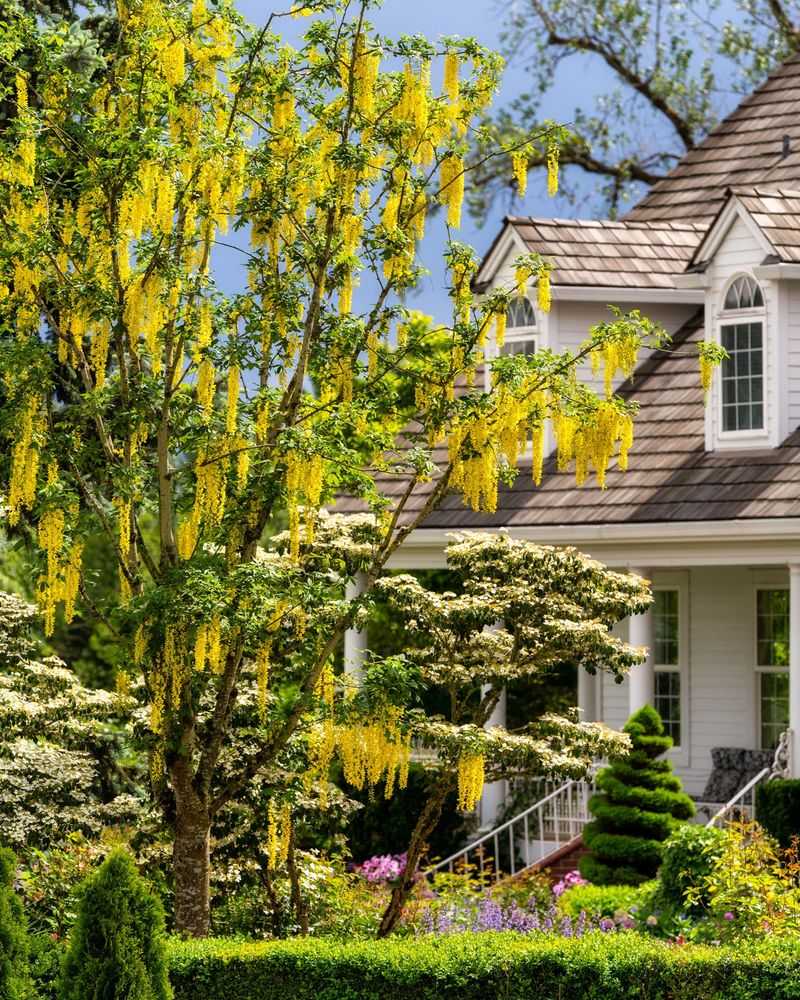 Golden Chain Tree (Laburnum anagyroides)
