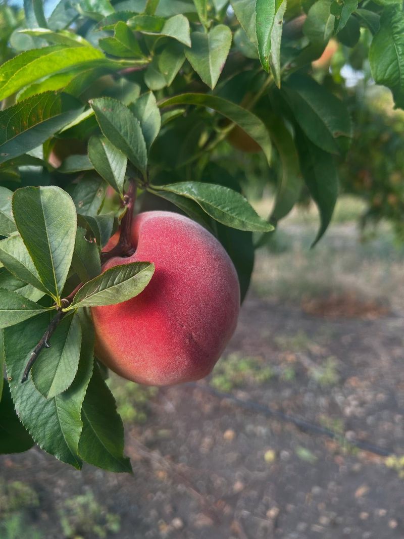 Peach Trees in Coastal Areas